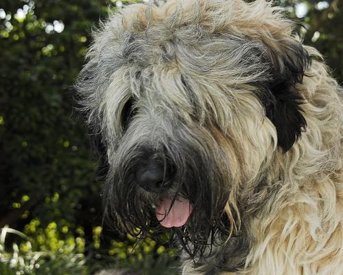 Briard