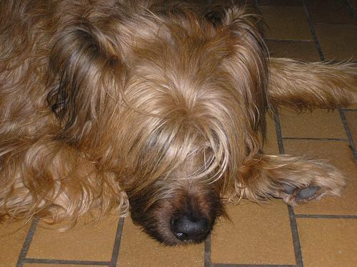 Briard
