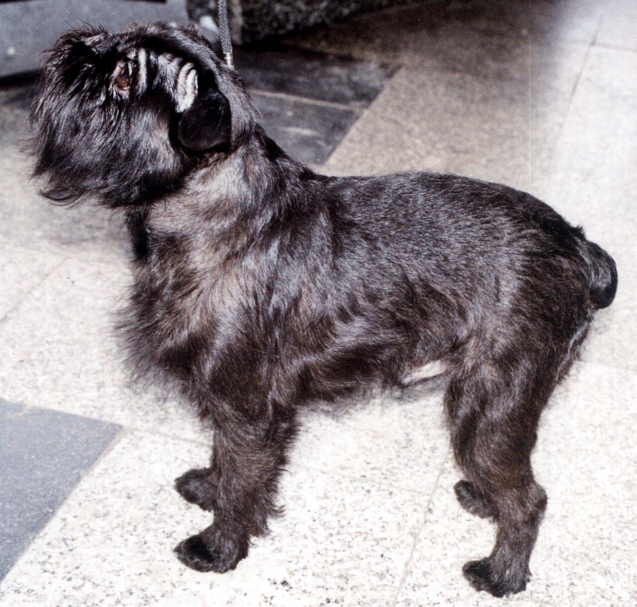 Griffon bruxellois