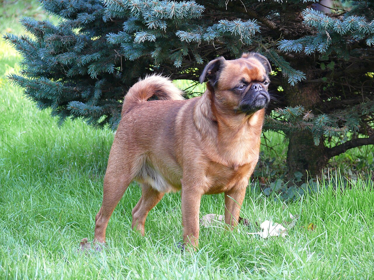 Griffon bruxellois