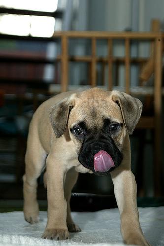 Bullmastiff