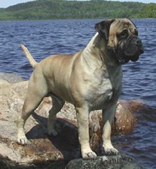 Bullmastiff