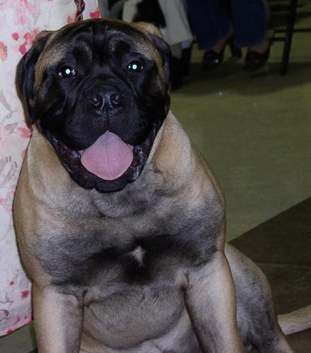 Bullmastiff