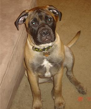 Bullmastiff