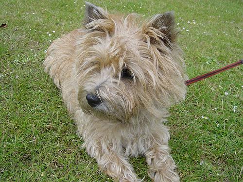 Cairn Terrier