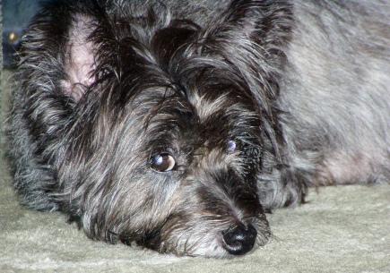 Cairn Terrier