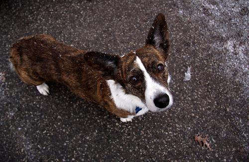 Welsh Corgi Cardigan