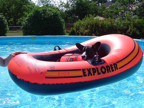 Welsh Corgi Cardigan