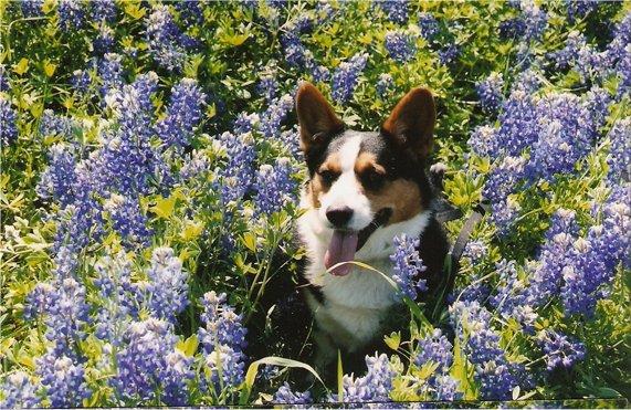Welsh Corgi Cardigan
