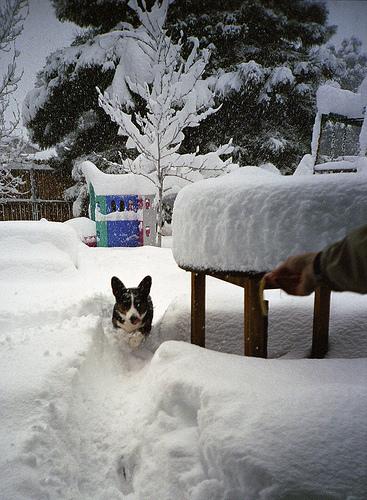 Welsh Corgi Cardigan