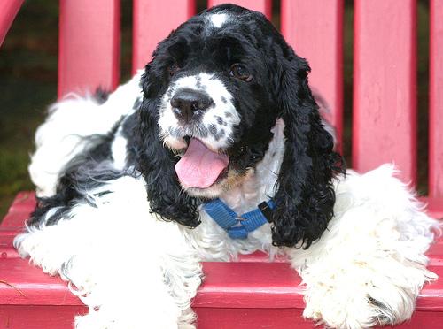 Cavalier King Charles