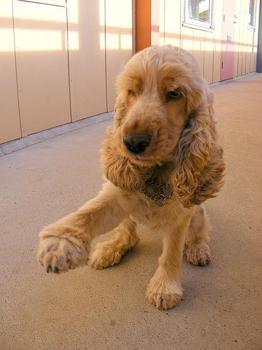 Cavalier King Charles