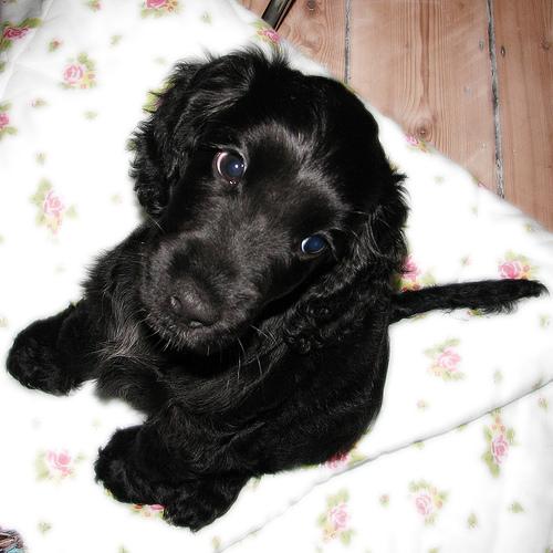 Cavalier King Charles