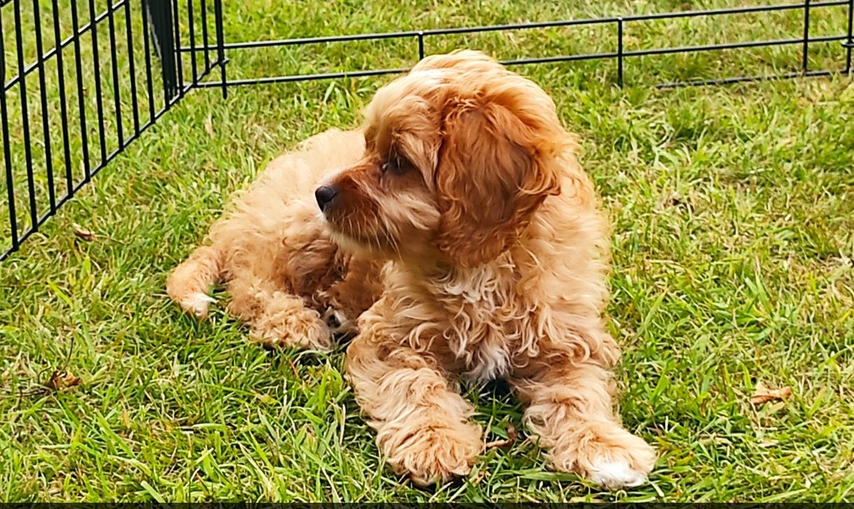 Cavapoo