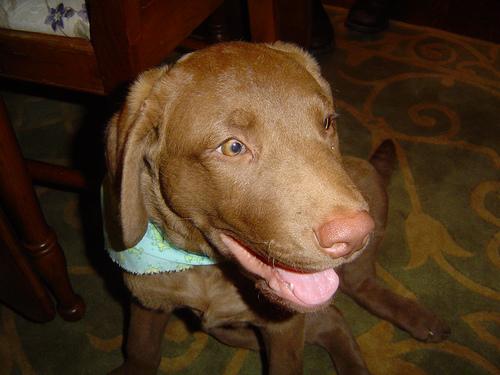 Retriever de la Baie de Chesapeake