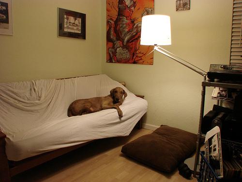 Retriever de la Baie de Chesapeake