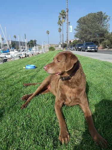 Retriever de la Baie de Chesapeake
