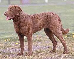 Retriever de la Baie de Chesapeake