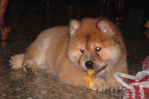 Chow-Chow