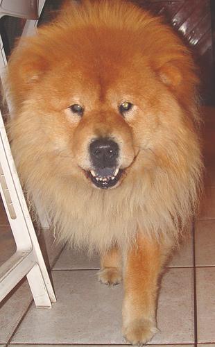 Chow-Chow