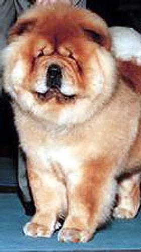 Chow-Chow