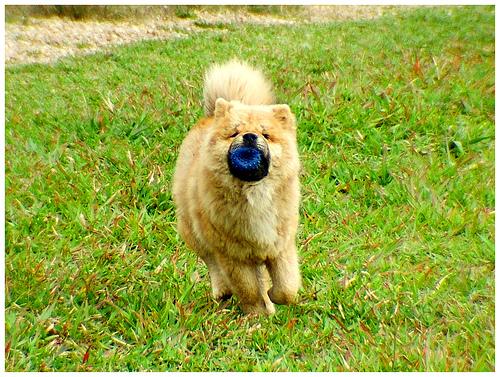 Chow-Chow