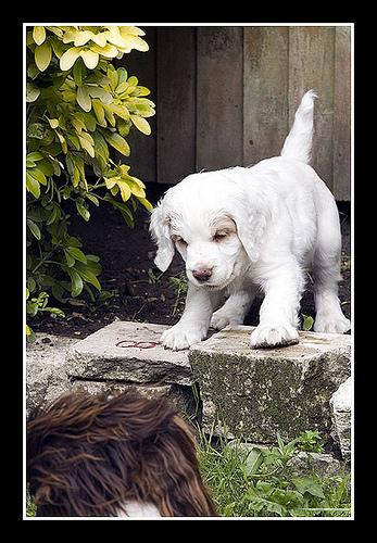 Clumber Spaniel