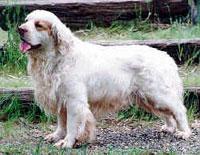 Clumber Spaniel
