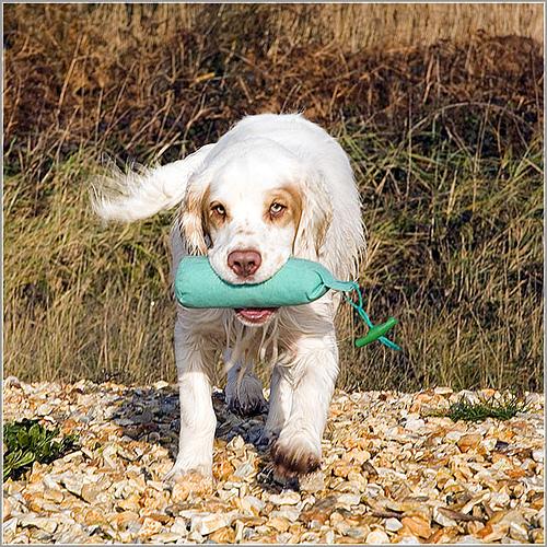 Clumber Spaniel