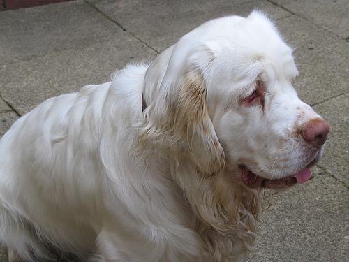 Clumber Spaniel