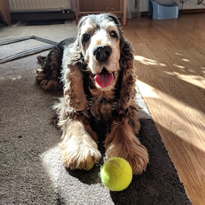 Cocker Spaniel