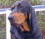 Coonhound