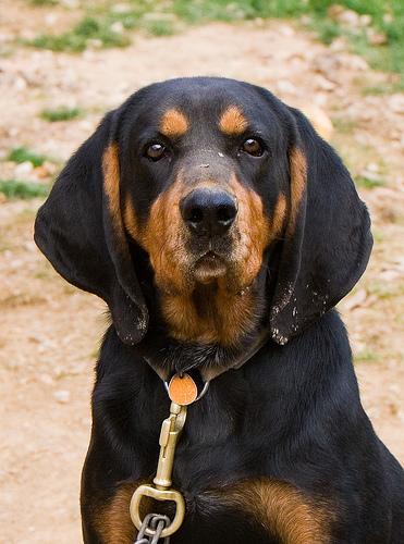 Coonhound