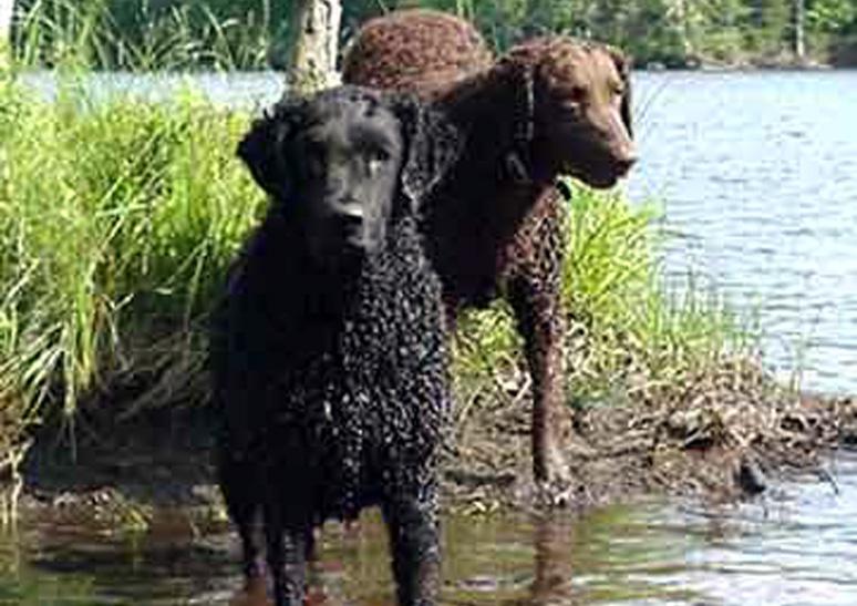 Retriever à Poil Bouclé