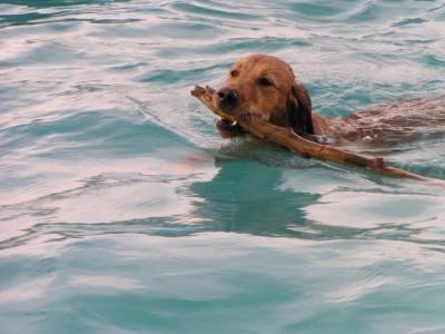 Retriever à Poil Bouclé