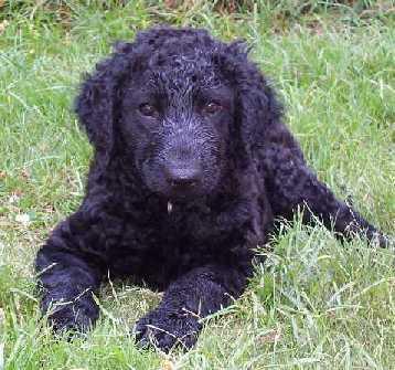 Retriever à Poil Bouclé