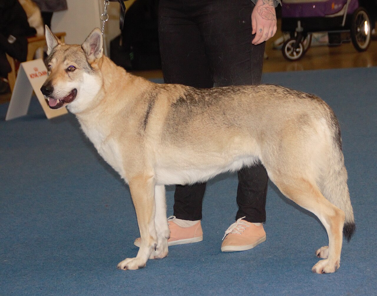Chien-Loup Tchécoslovaque
