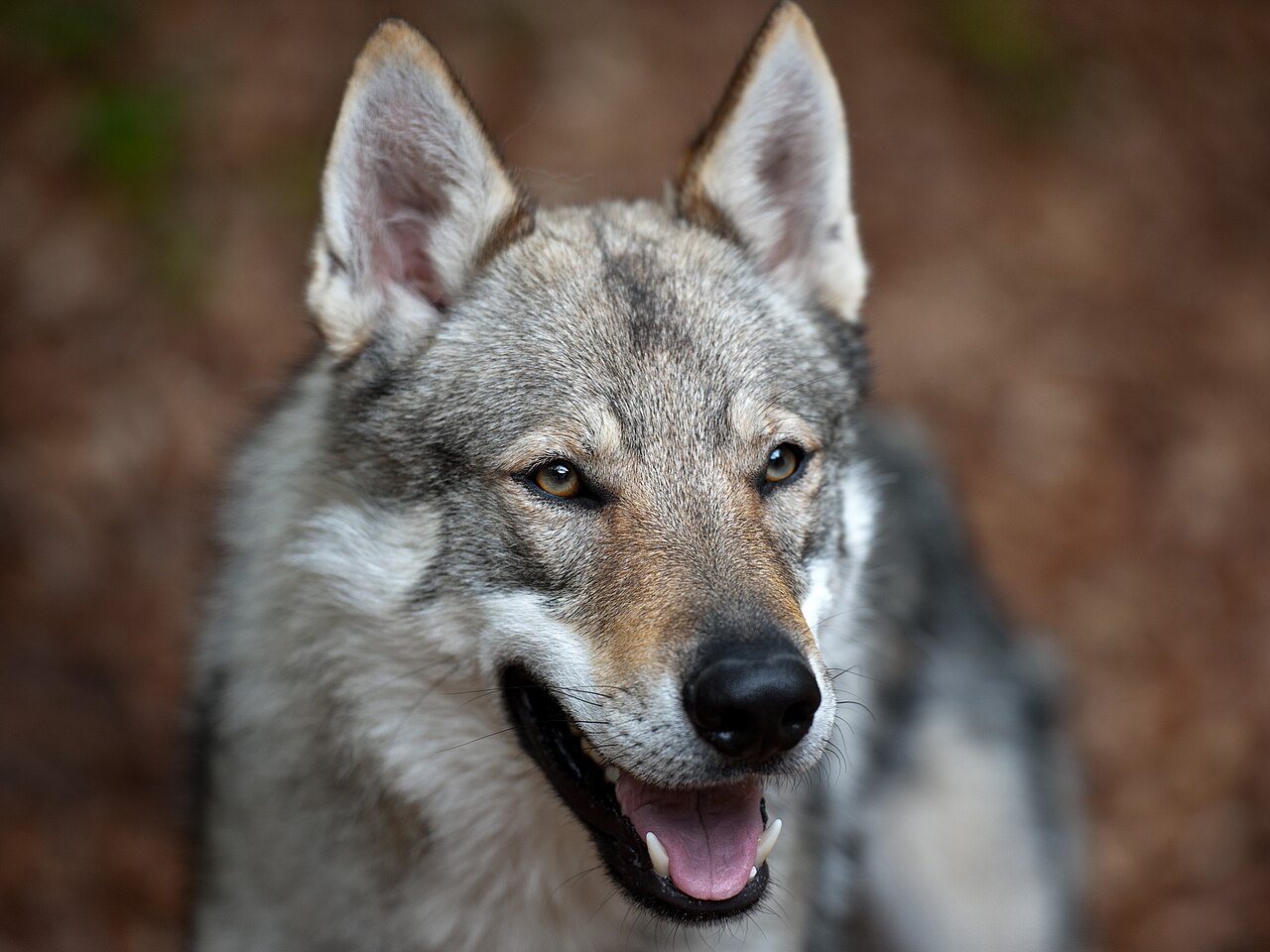 Chien-Loup Tchécoslovaque