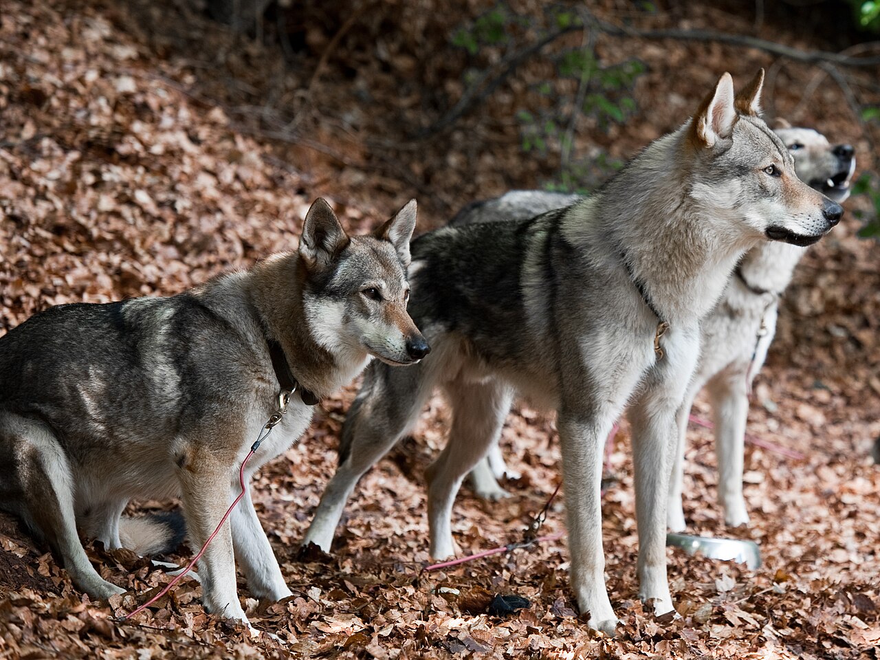Chien-Loup Tchécoslovaque
