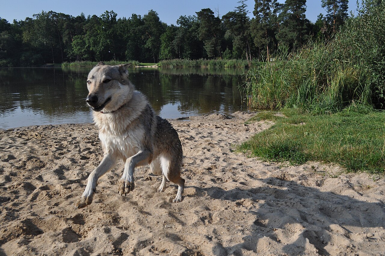 Chien-Loup Tchécoslovaque