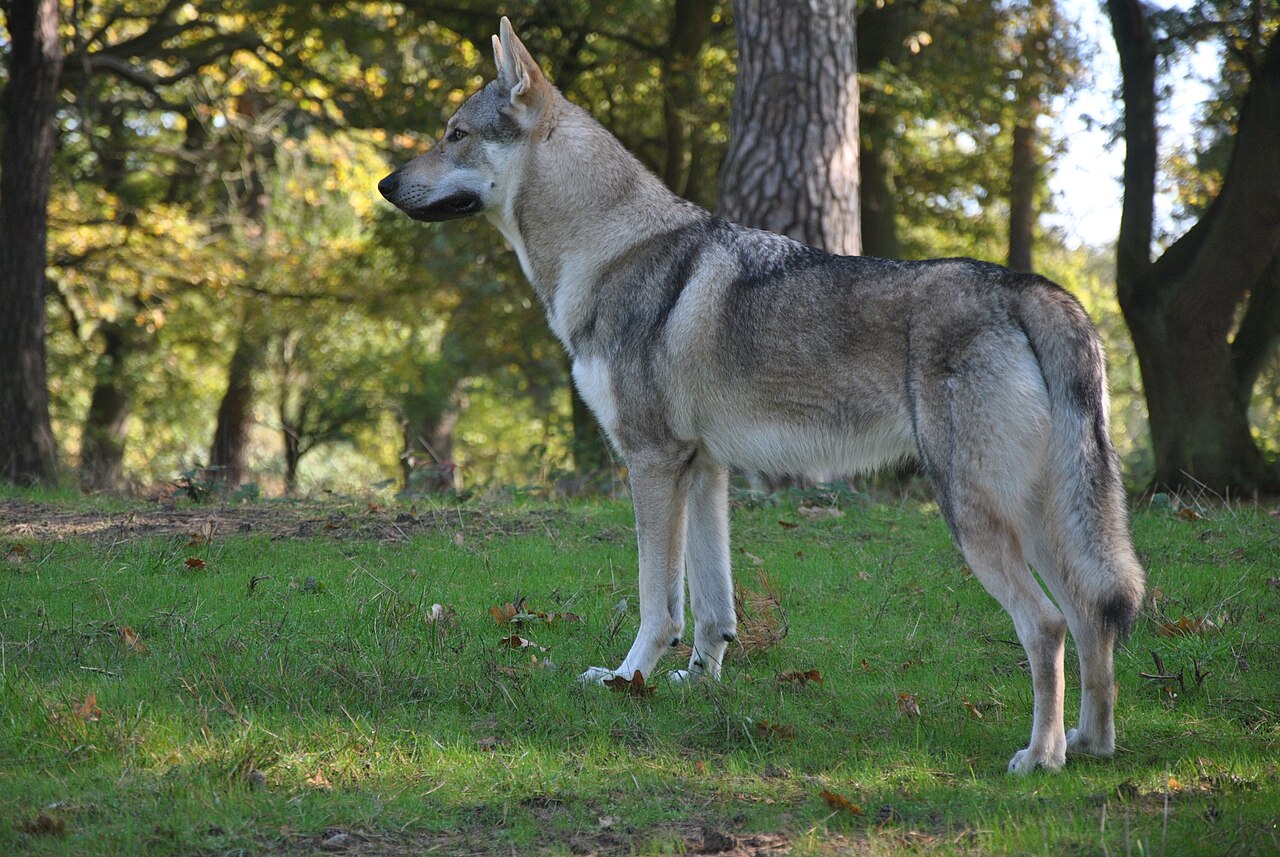 Tschechoslowakischer Wolfhund