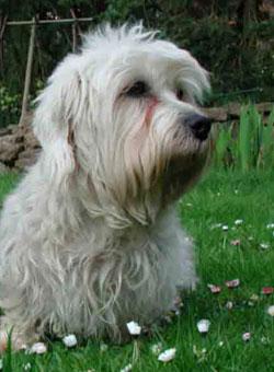 Dandie Dinmont Terrier