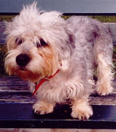 Dandie Dinmont Terrier