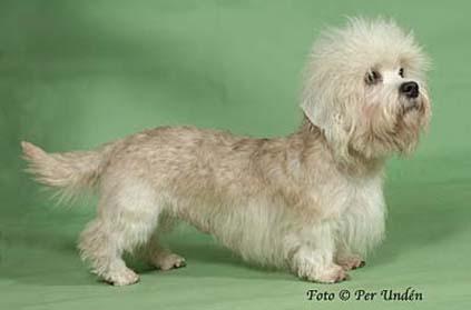Dandie Dinmont Terrier