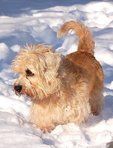 Dandie Dinmont Terrier