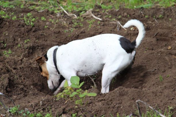 Chien de Ferme Danois-Suédois