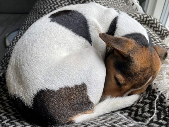 Chien de Ferme Danois-Suédois