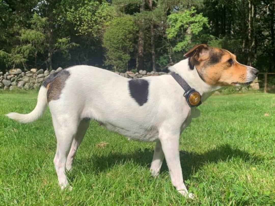 Chien de Ferme Danois-Suédois