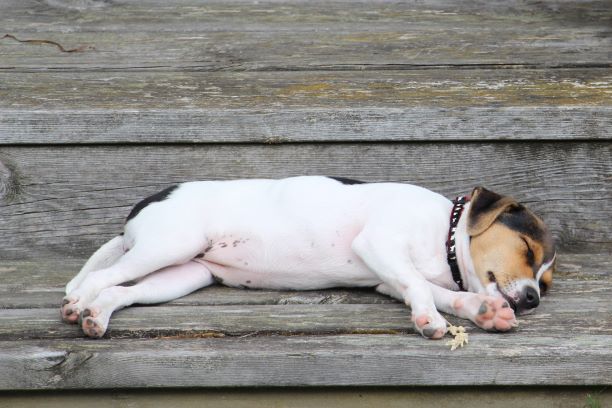 Chien de Ferme Danois-Suédois