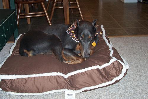 Dobermann